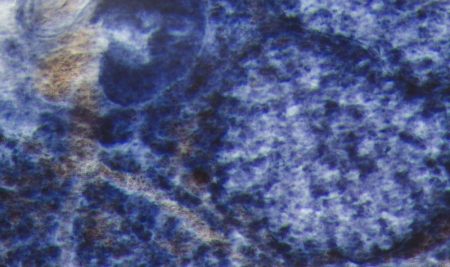 Master of Science Program in Parasitology