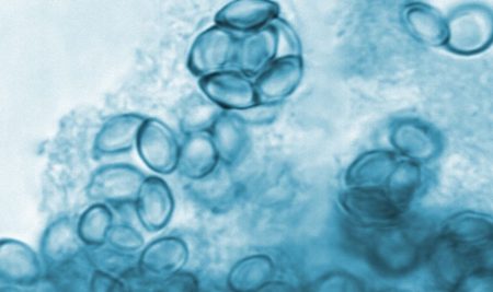 Master of Science Program in Veterinary Public Health